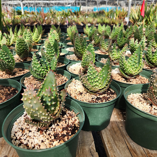Aloe 