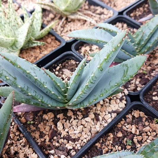 Aloe suprafoliata