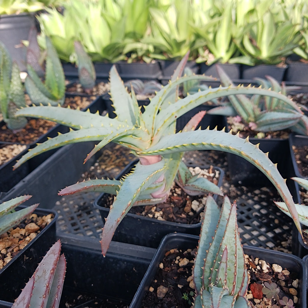 Aloe suprafoliata open cross