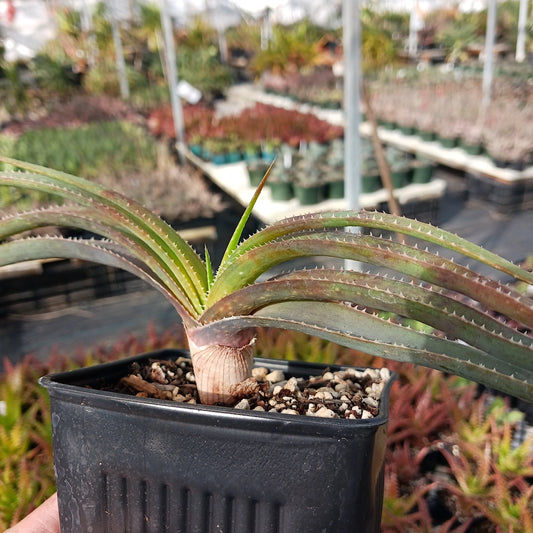 unknown Aloe suprafoliata cross
