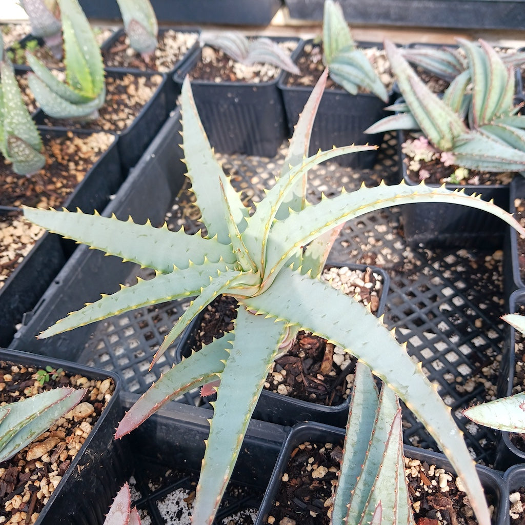 Aloe suprafoliata open cross