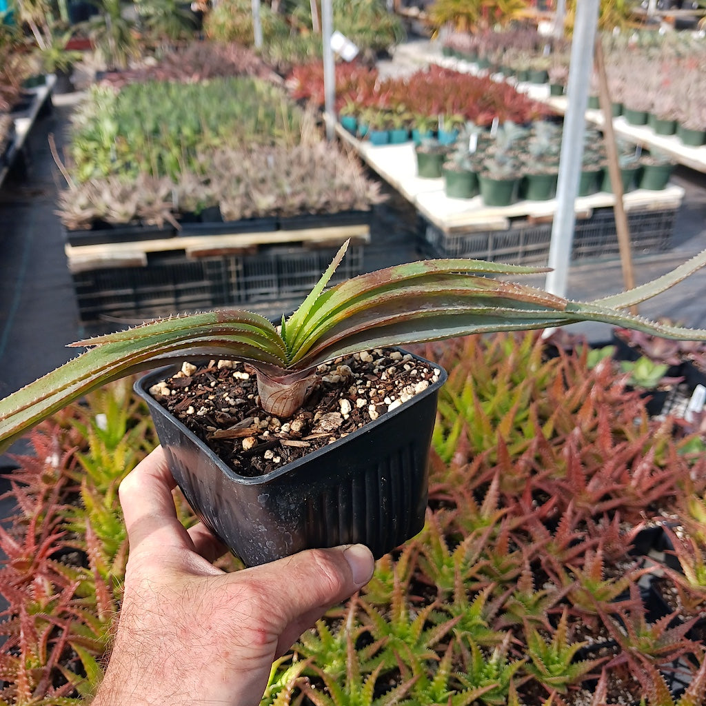 unknown Aloe suprafoliata cross