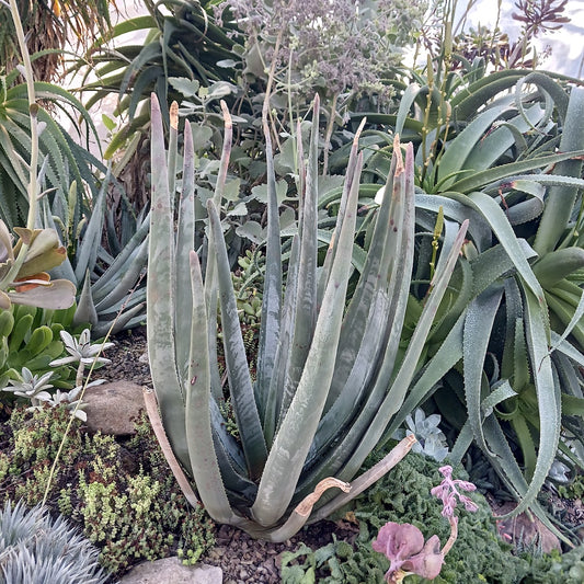 Aloe suzannae at the Ruth Bancroft Garden