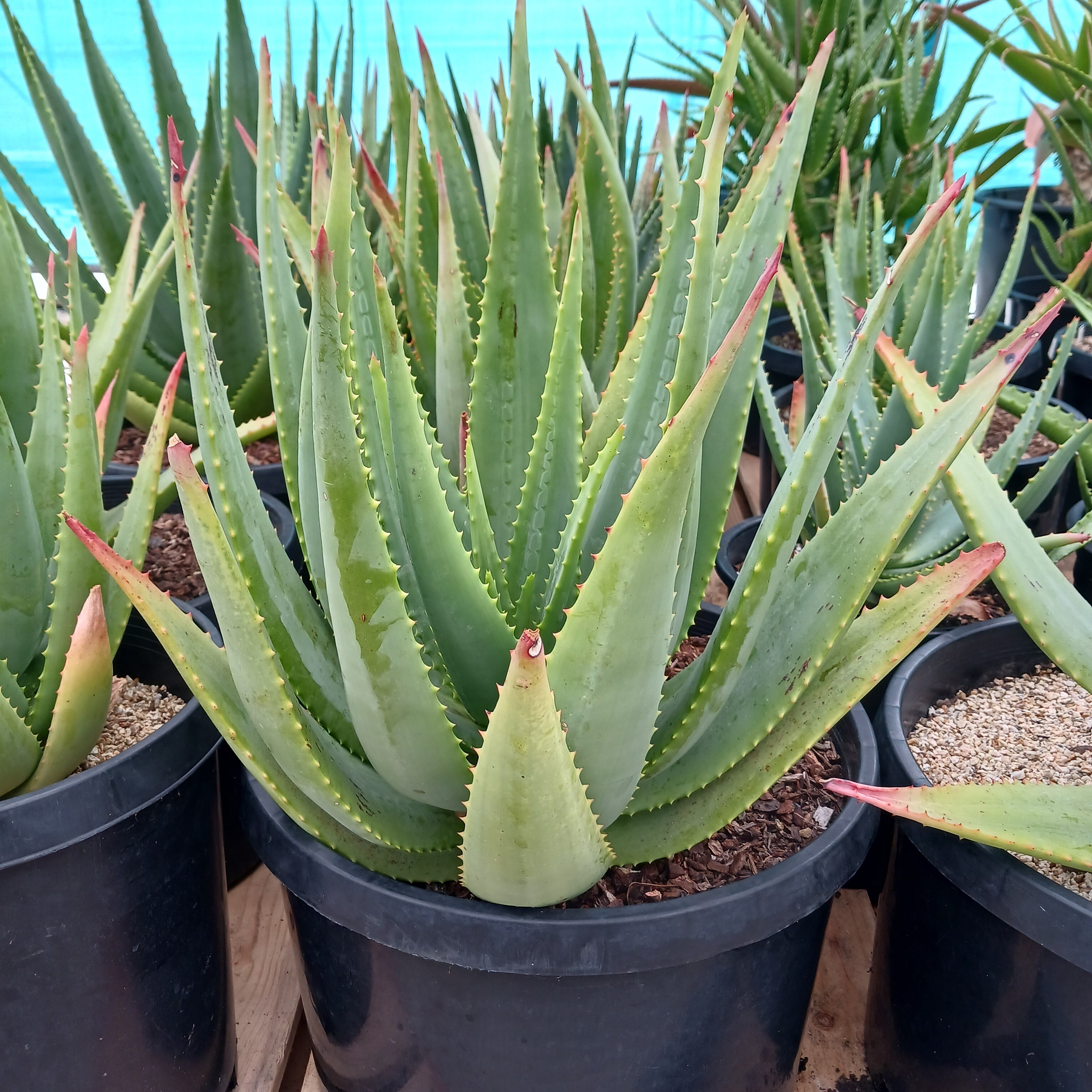 Aloe arborescens x ferox 'Tangerine' - 10ga – dryoasisplants