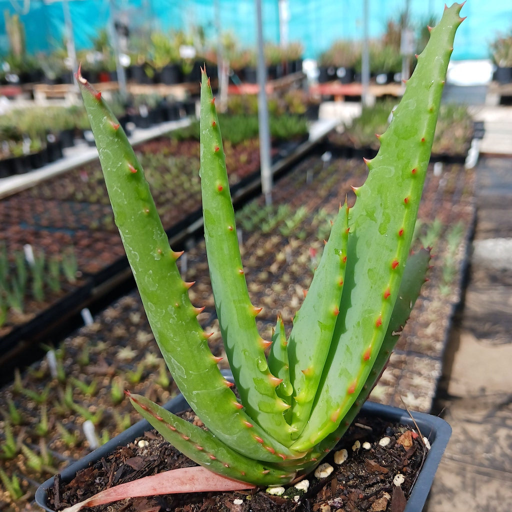 Aloe arborescens x ferox ‘Tangerine’ - 4in