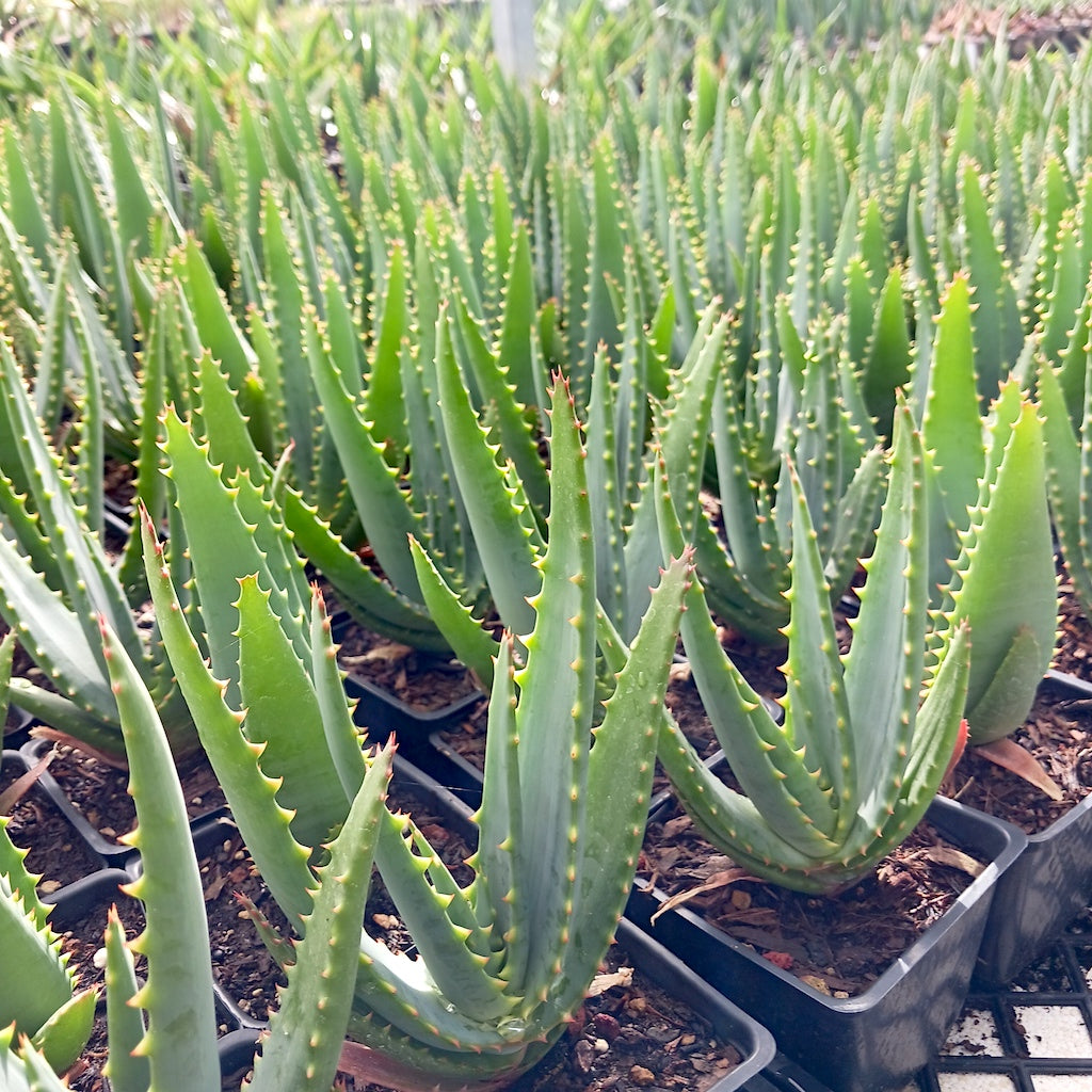 Several young Aloe "Tangerine"
