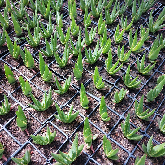 Aloe arborescens x ferox ‘Tangerine’ - 4in