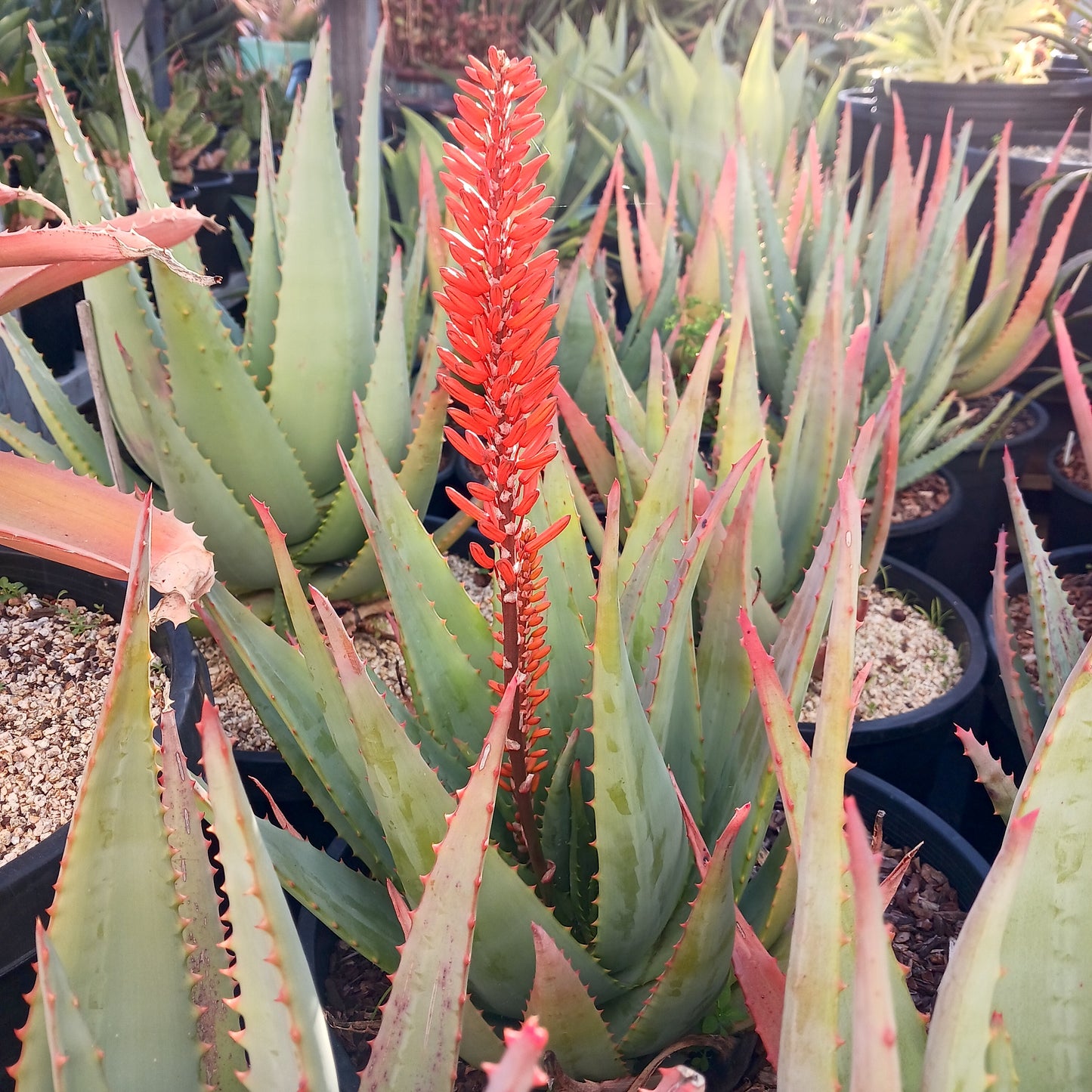 Aloe arborescens x ferox ‘Tangerine’ - 4in