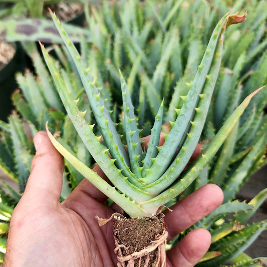 Aloe arborescens x ferox ‘Tangerine’ plug