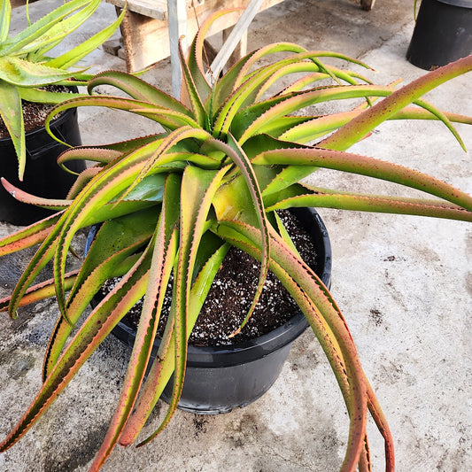 Aloe tauri newly up-potted to 20ga container