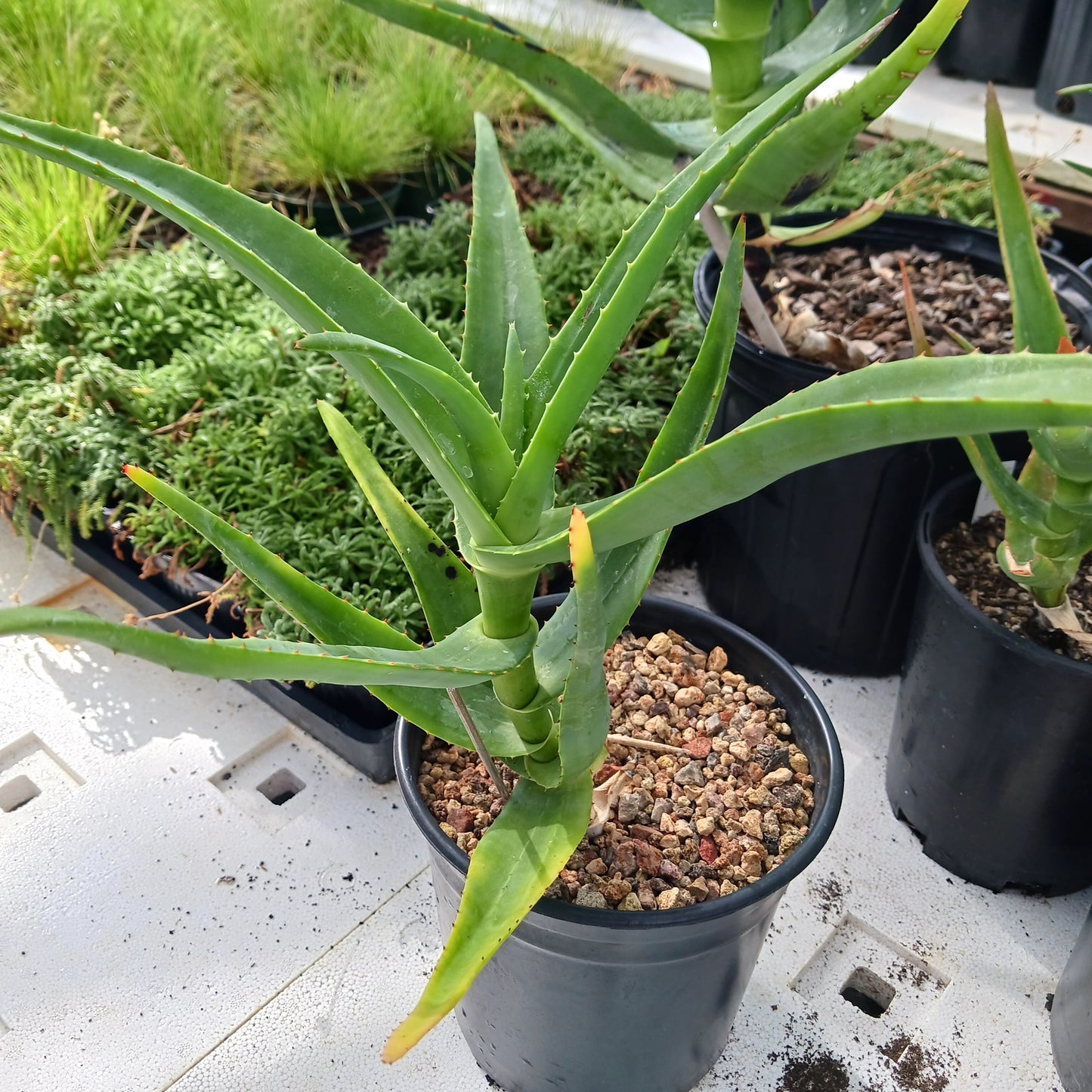 Aloe thraskii - 1ga