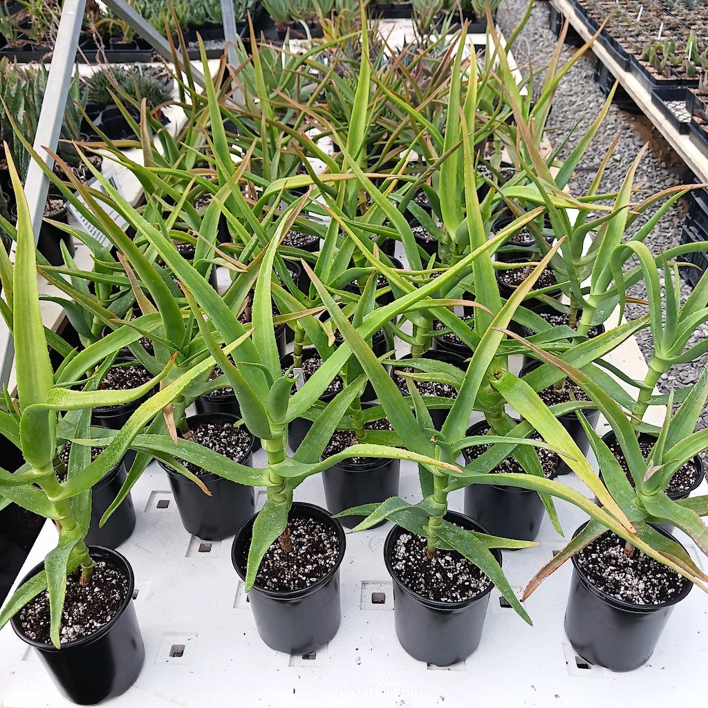 Several Aloe thraskii in 1ga containers