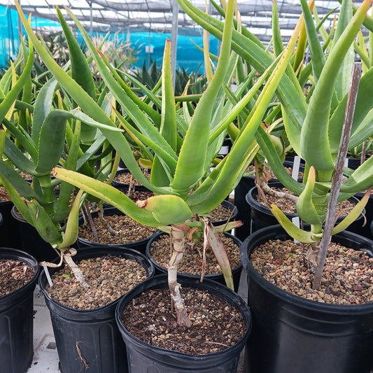 Aloe thraskii - 2ga