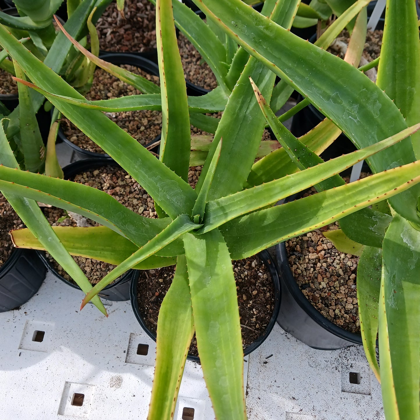 Aloe thraskii - 2ga
