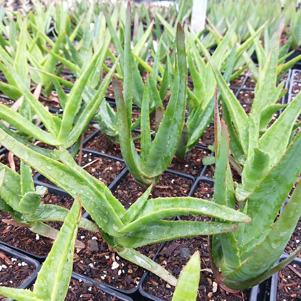 Aloe thraskii - 4in