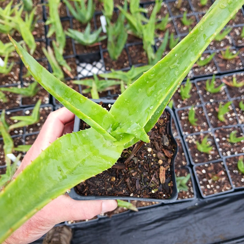 Aloe thraskii - 4in