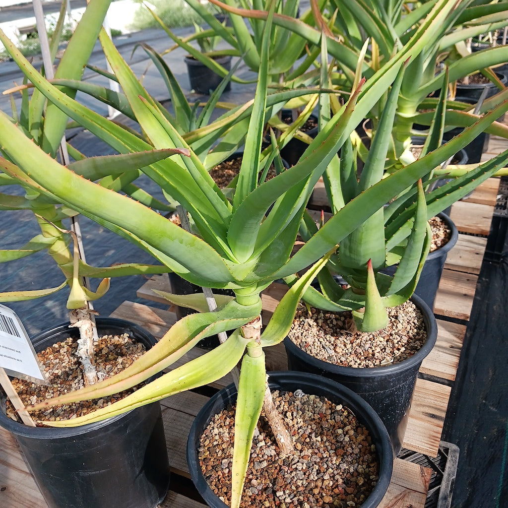 Aloe thraskii