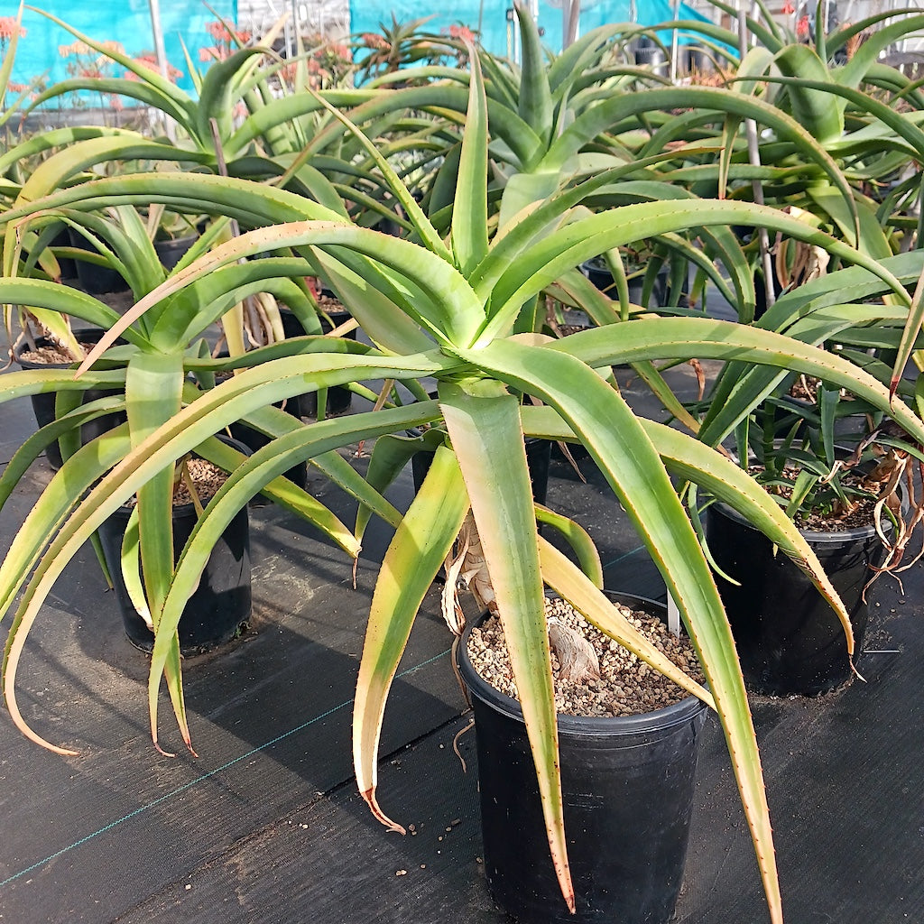 Aloe thraskii in a 5ga nursery pot