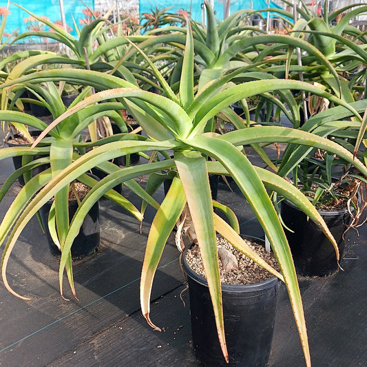 Aloe thraskii in a 5ga nursery pot