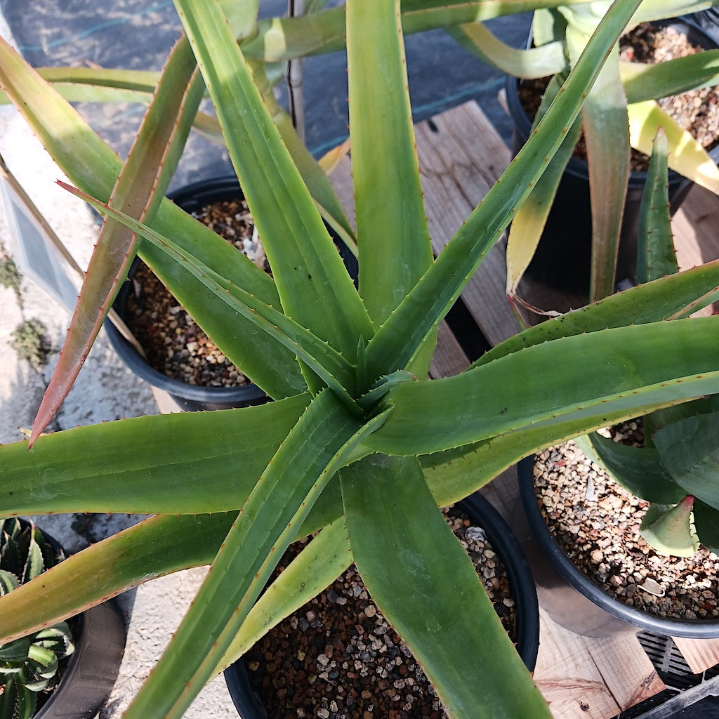 Aloe thraskii