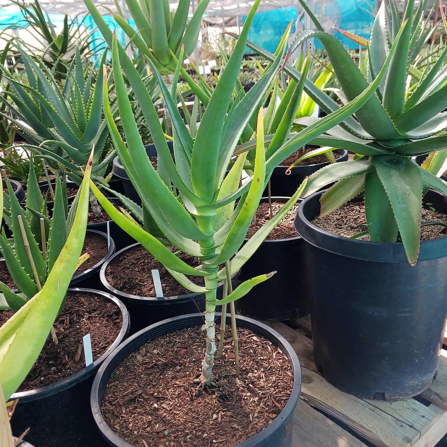 Aloe thraskii - 7ga