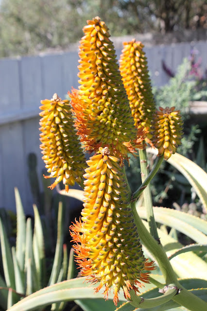 Aloe thraskii flowers