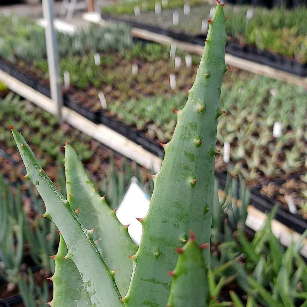 Aloe thraskii x ferox close view