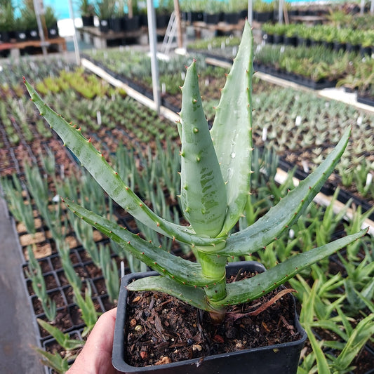 Aloe thraskii x ferox