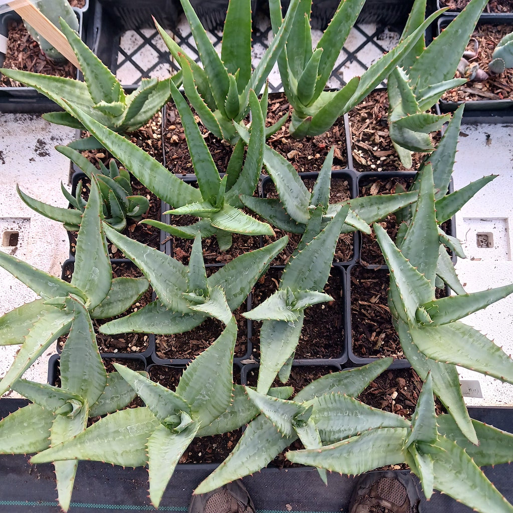 tray of multiple Aloe thraskii x ferox hybrids