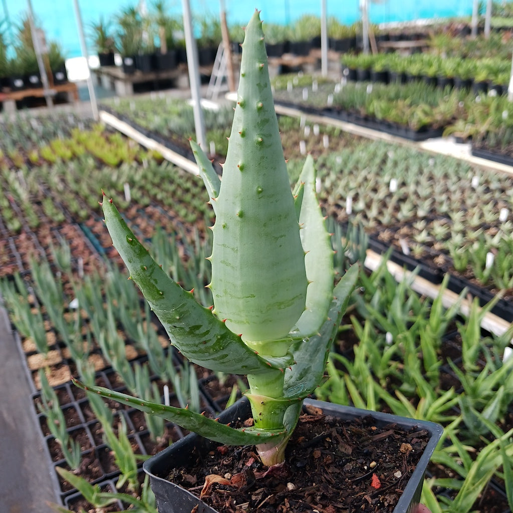 Aloe thraskii x ferox