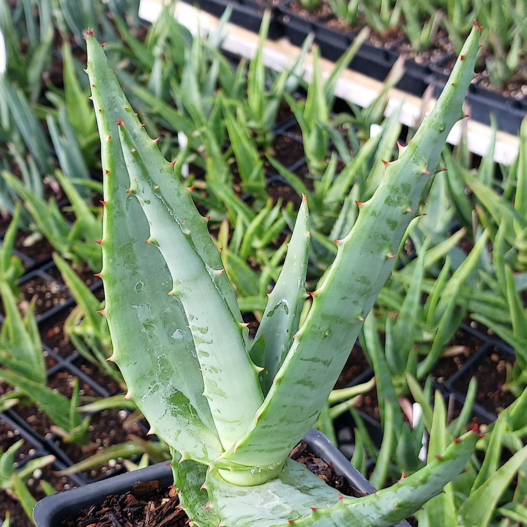 Aloe thraskii x ferox