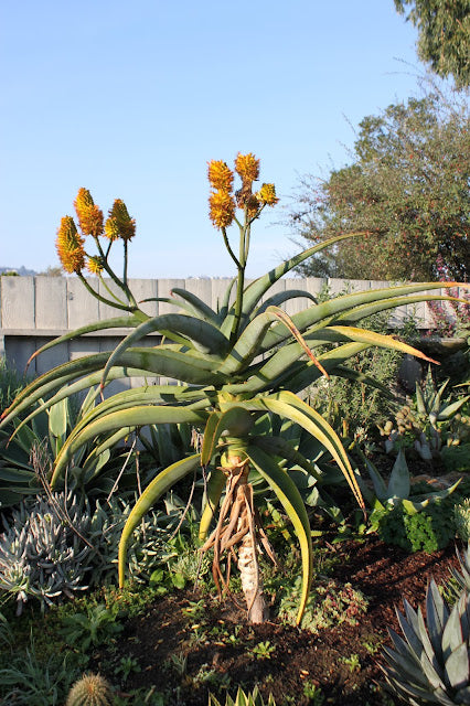 Aloe thraskii with flowers in a garden