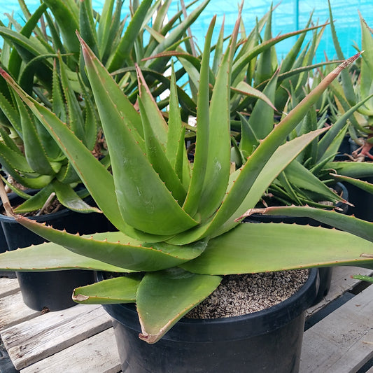 Aloe tomentosa