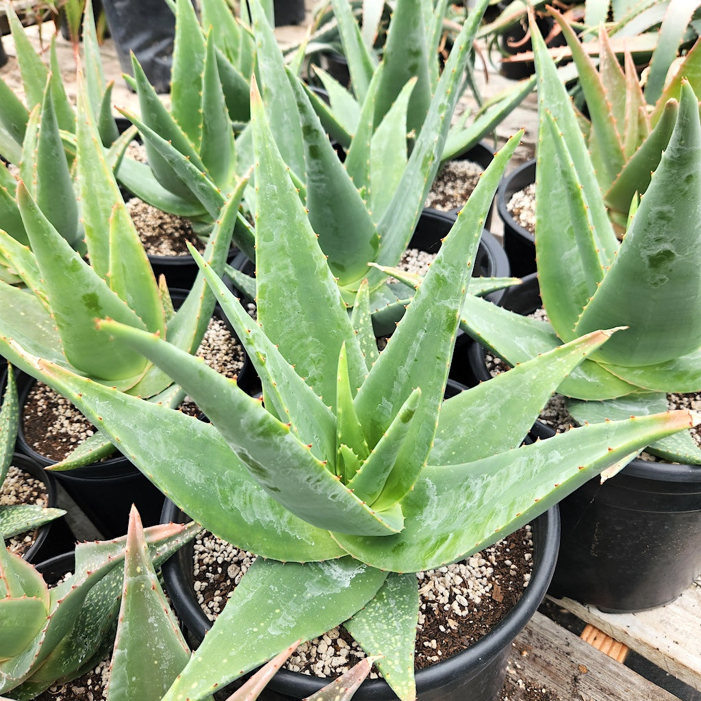 Aloe tomentosa