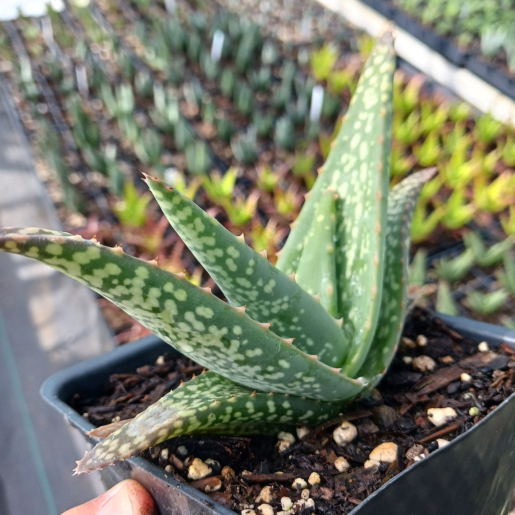 Aloe tomentosa