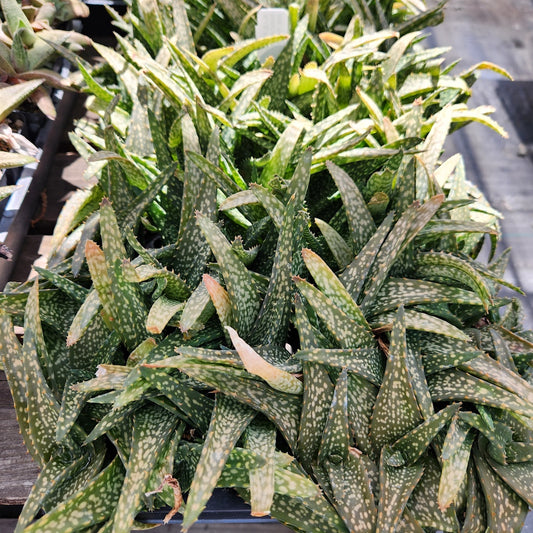 Aloe tomentosa - plug