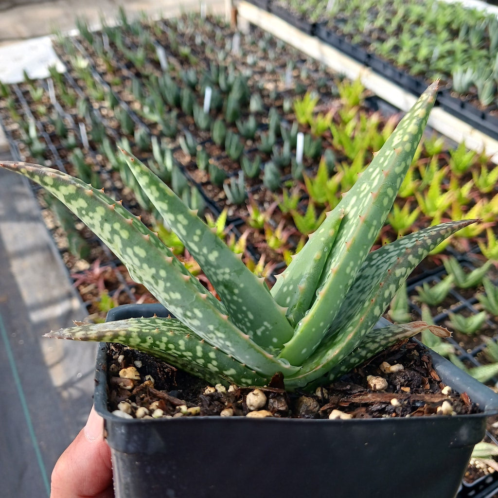 Aloe tomentosa