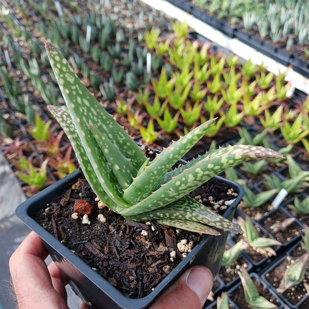 Aloe tomentosa