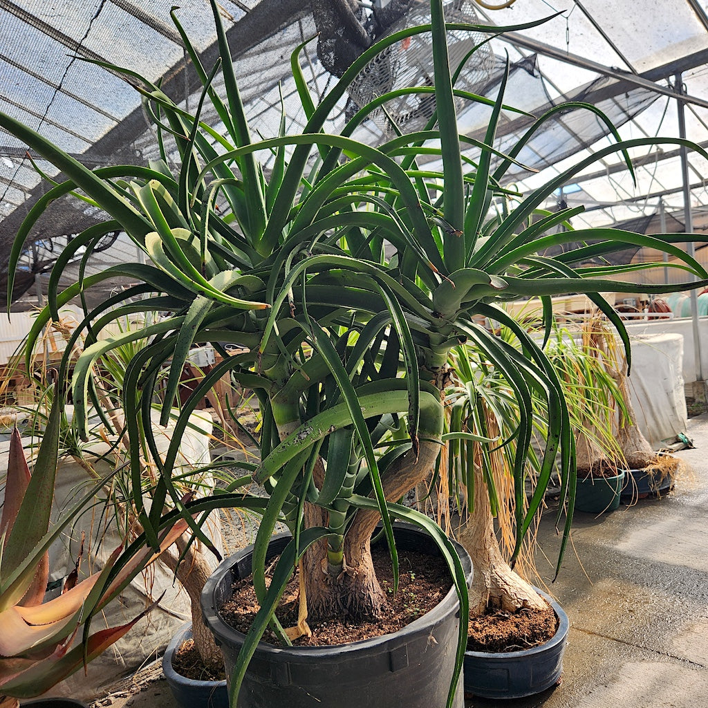 Aloe tongaenesis "Medusa"  - 20ga