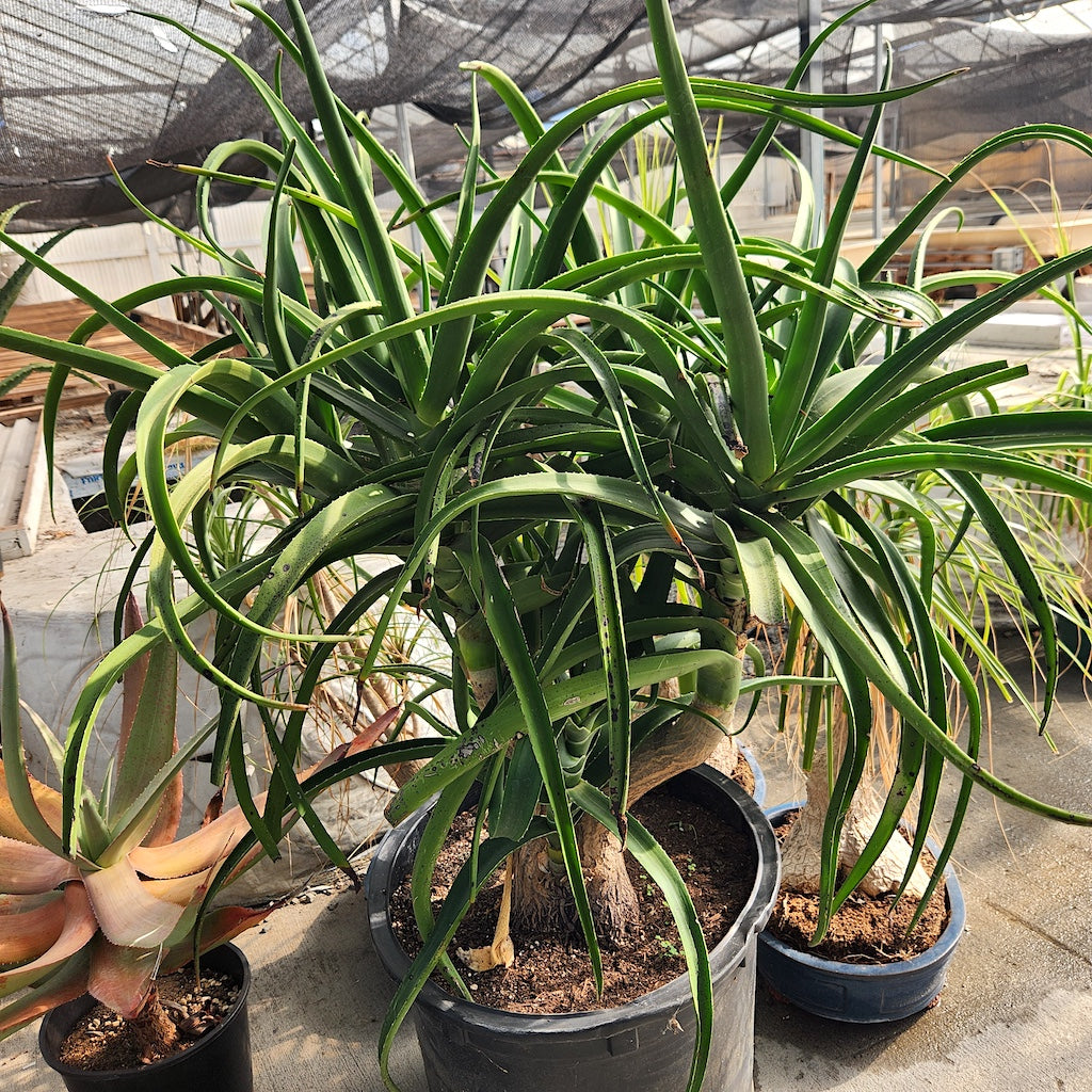 Aloe tongaenesis "Medusa"  - 20ga