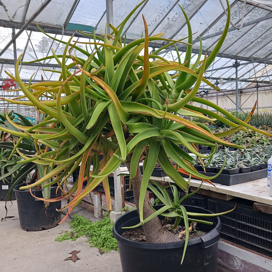 Aloe tongaenesis 