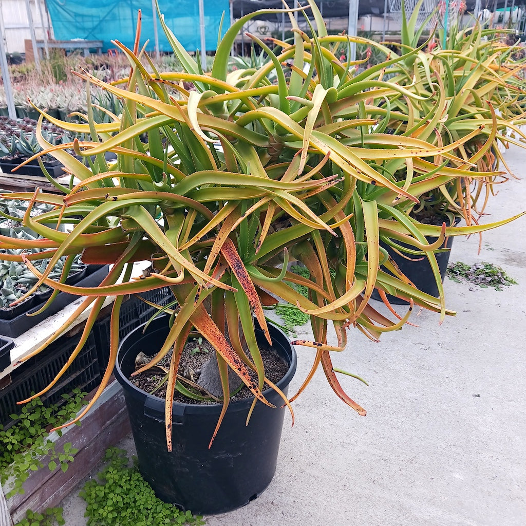Aloe tongaenesis 