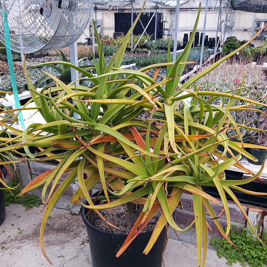 Aloe tongaenesis 