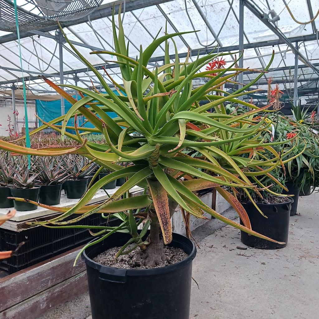 Aloe tongaenesis "Medusa"  - 20ga