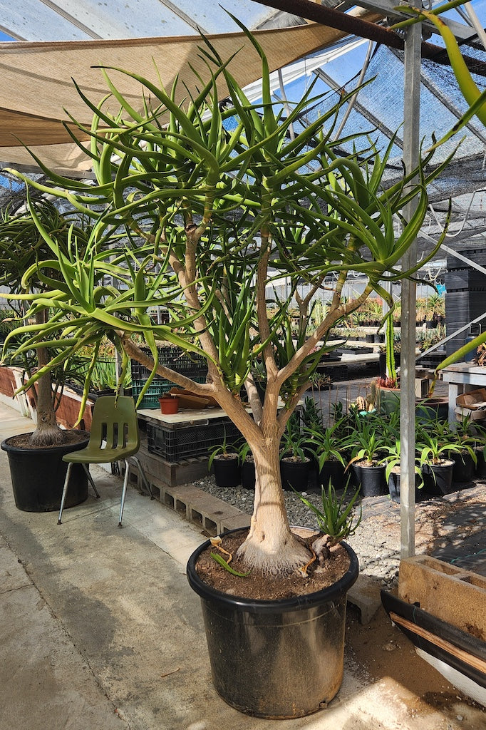 Aloe tongaenesis "Medusa"
