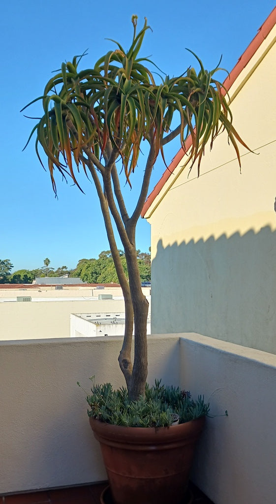 Aloe tongaenesis "Medusa" as seen at hotel landing in Santa Barbara