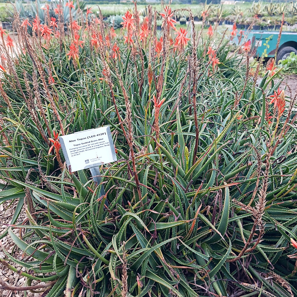 Aloe "Topaz" parent plants as seen at San Marcos Growers in Santa Barbara