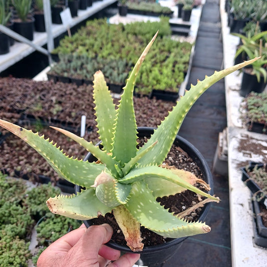 Aloe tororoana in 1ga nursery pot