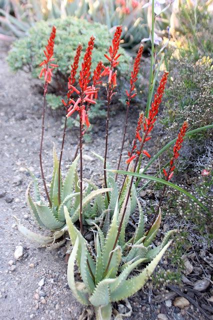 Aloe tororoana planted at Huntington Botanic Gardens