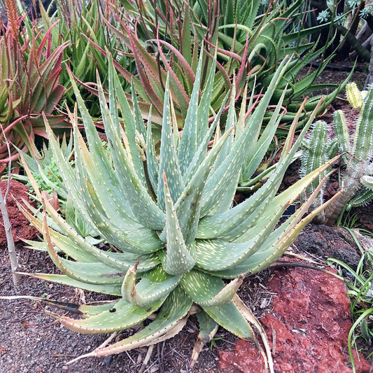 Aloe trichosantha at the Huntington Botanical Gardens